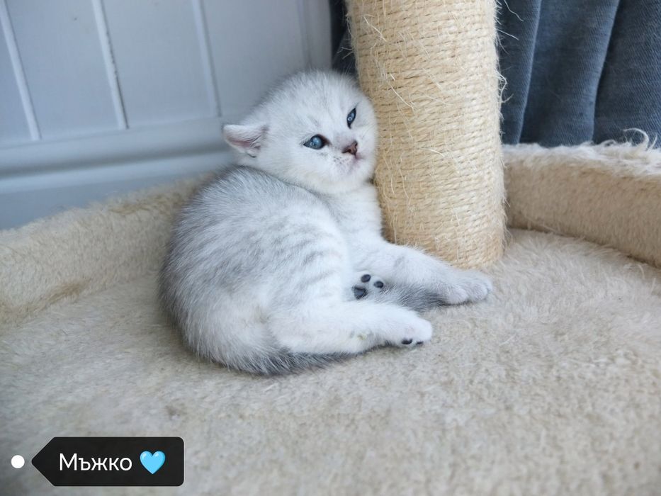 Британско коте сребърна чинчила