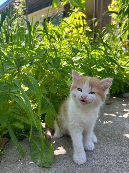 Котенок. Добрый.