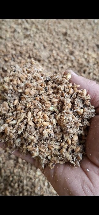 Товуклар ва молар