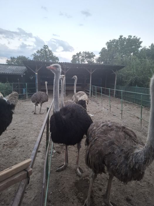Vand 2 familii de struti africani reproducatori