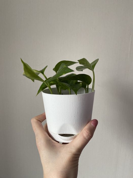 Голдфинге лиана лиана