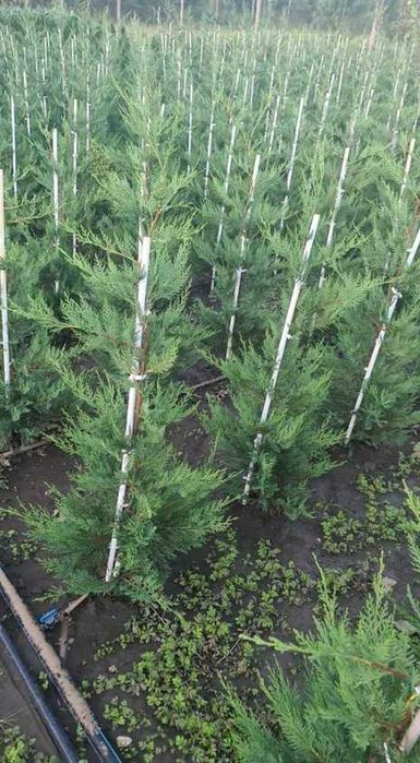 Cupressocyparis leylandii