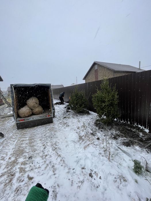 Ели зеленые