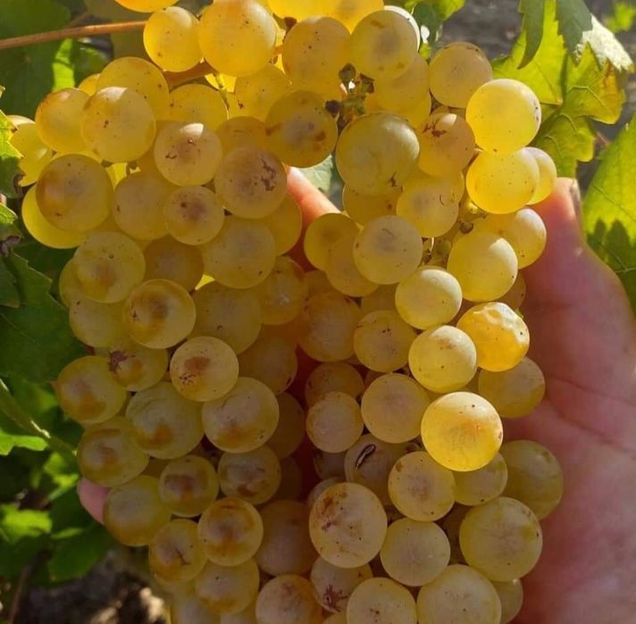 Sauvignon Blanc - din Vita Nobila