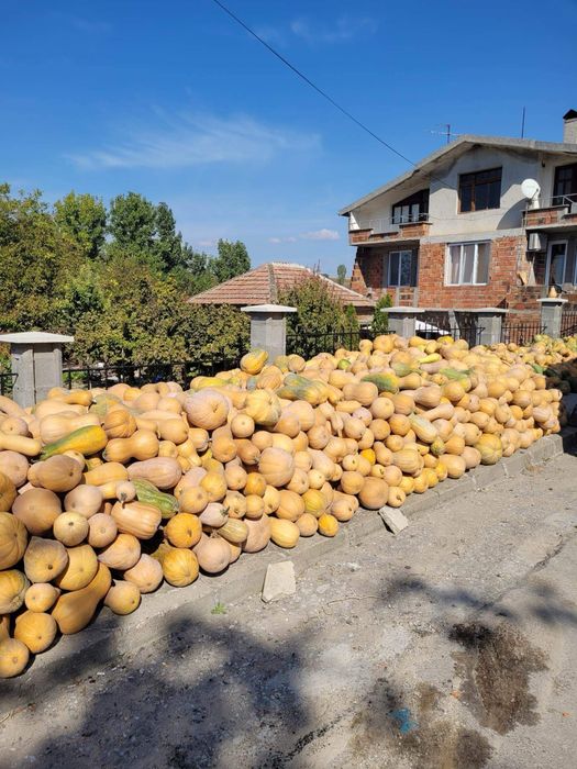 Тикви цигулки и гъдулки