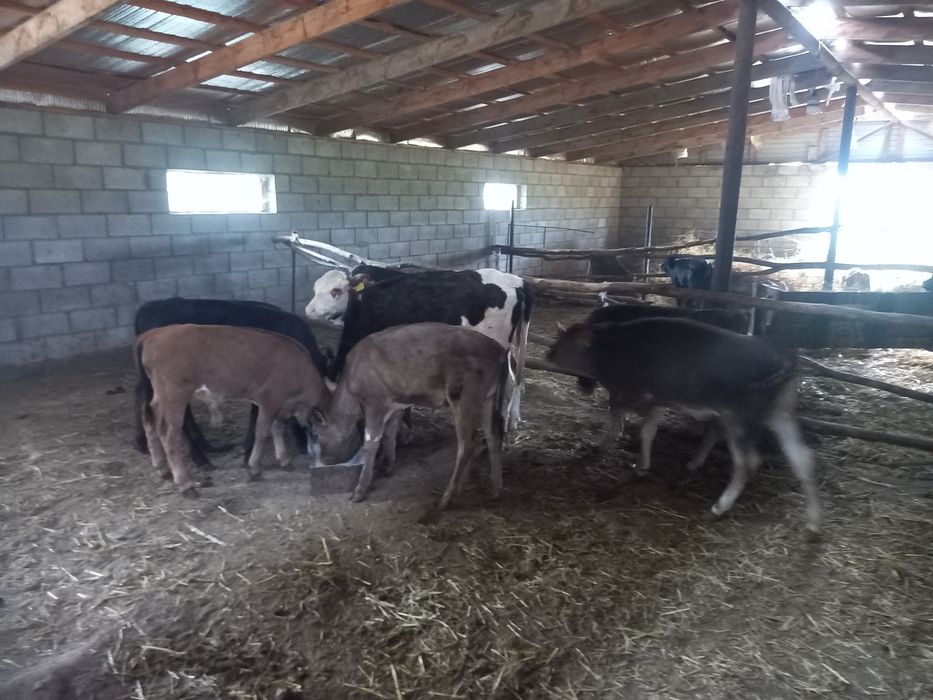 продам   дом  фазенда.