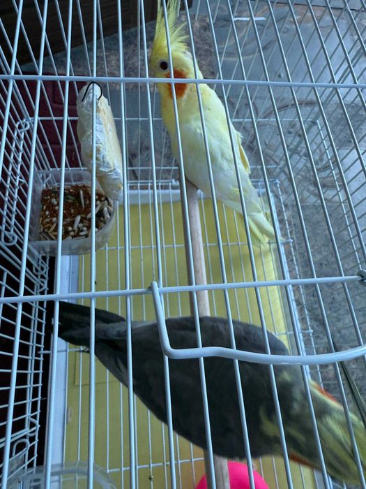Папугай карелла продаётся сетка имеется