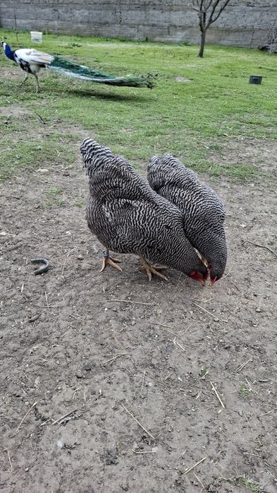 Gaini si cocosi plymouth