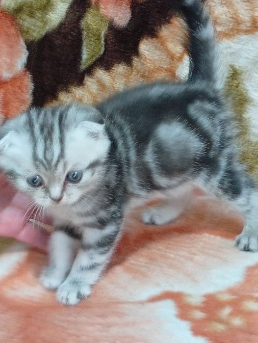 Продаются вислоухие котята