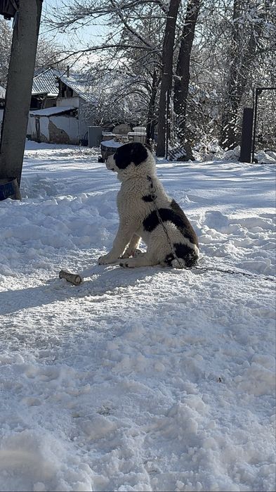 Супер тяж Алабай