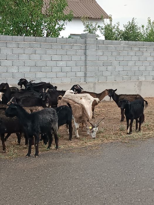 43 бас ешкі шыбыштар бар