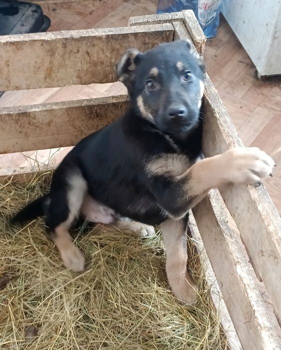 Продам щенка Вео