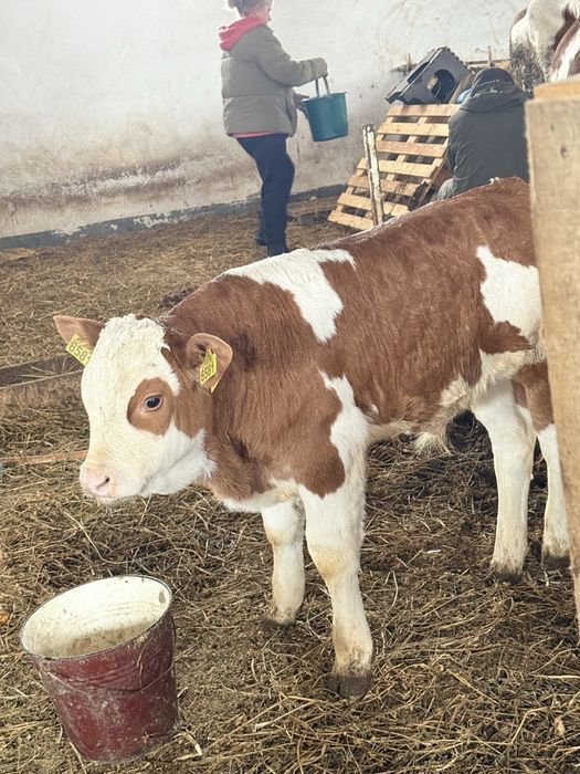 Vând vițel balțat