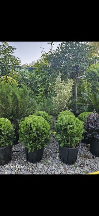 Vindem plante ornamentale de calitate superioara