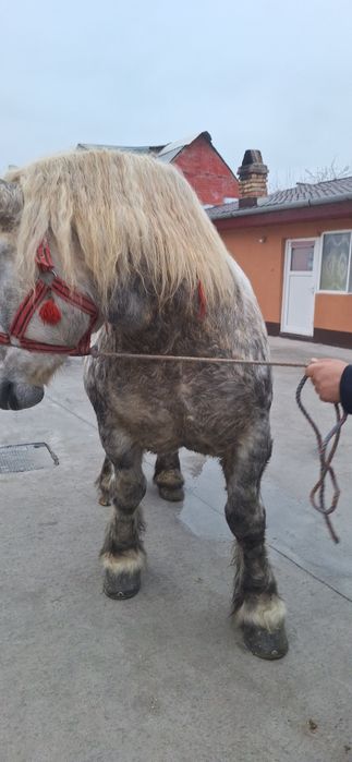 manza ardeneza   grea