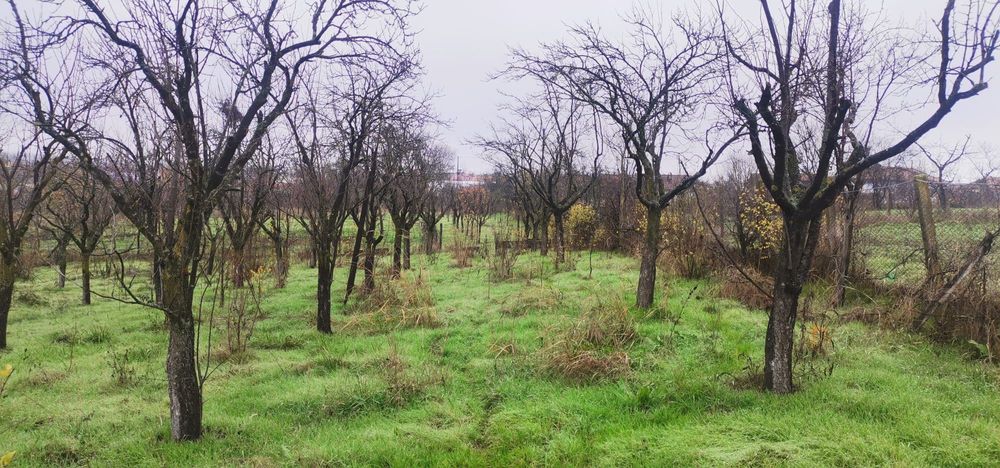 Vand teren cu casa batraneasca nelocuibila