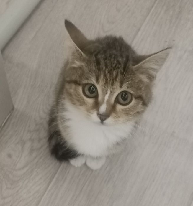 отдам котенка, девочка