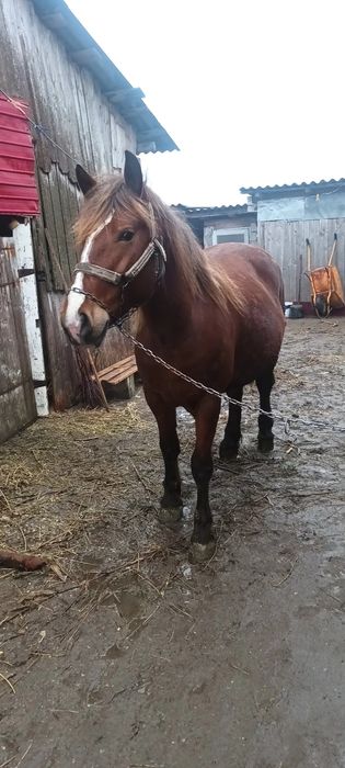 Vând iapa gestantă