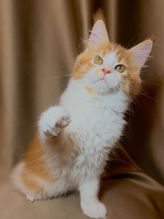 Котята породные мейн-кун
