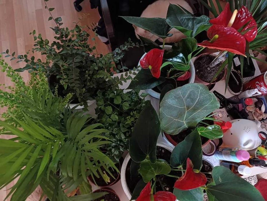 Палма прекрасна 120см.