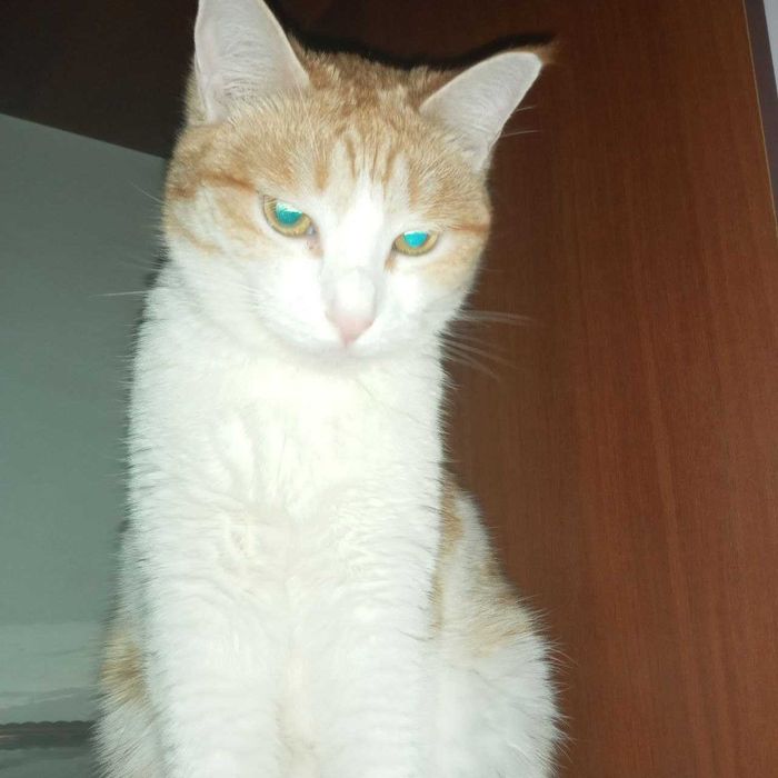 Кошечка рыже-белая