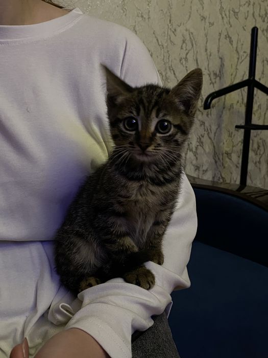 Отдаю котенка (девочка)