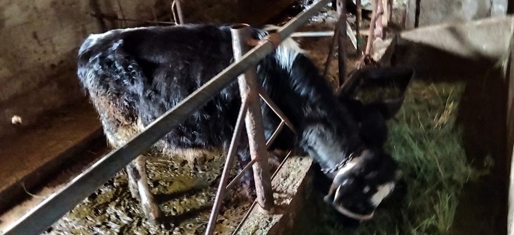 Бычок 10 айлық зор