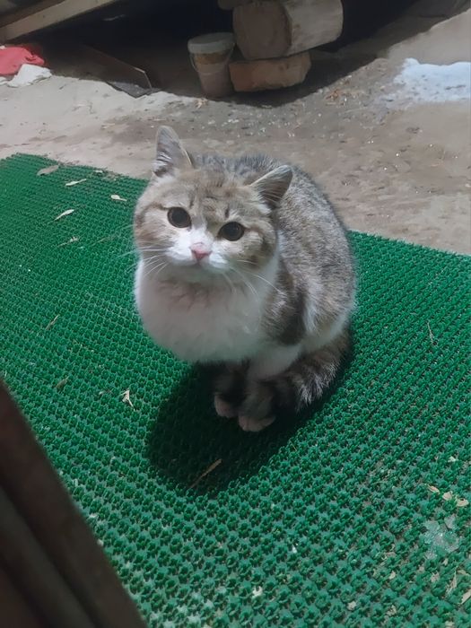 Продается котик самец