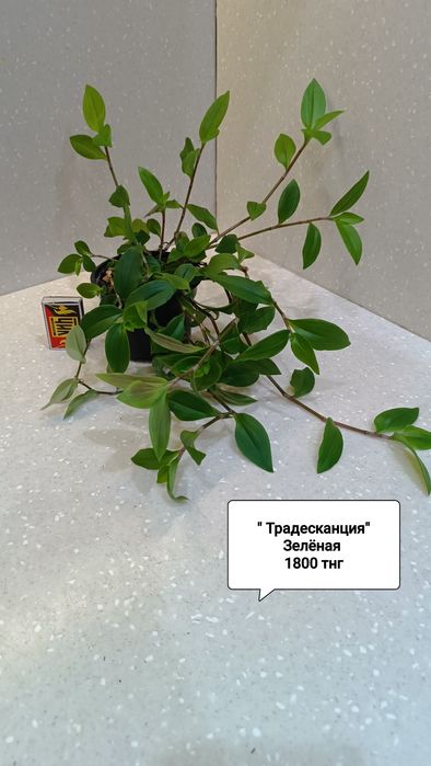 Продам комнатные цветы