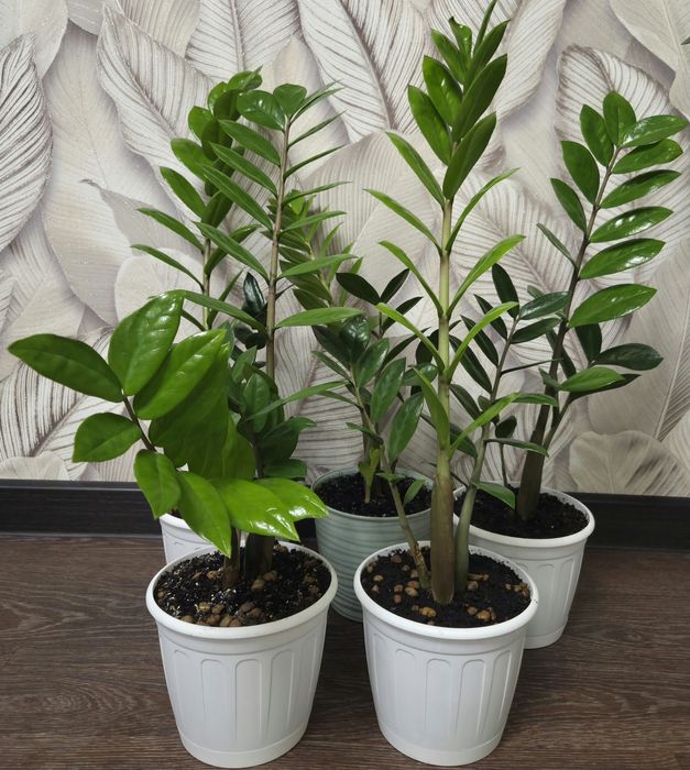 Продам комнатные растения.