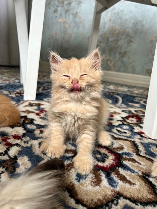 Отдам котят бесплатно