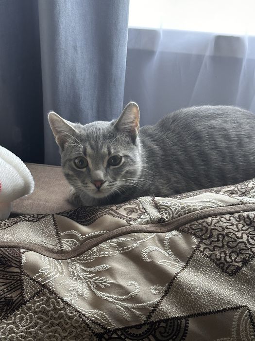 Кошки,Мысық тәртіпті