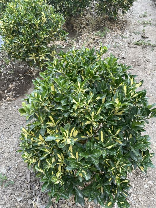 Сарик шамшод срочна сотилади