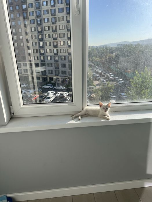 Кошечка 2 месяца