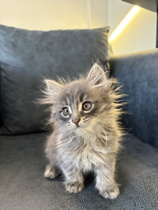 Котенок - 2 месяца