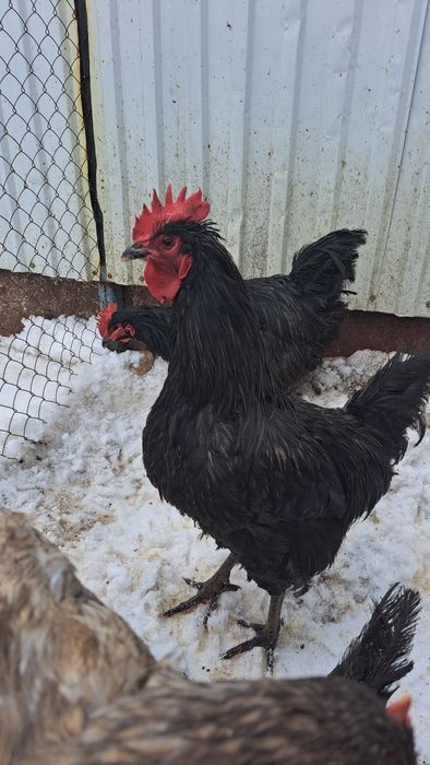 Сатылады, продаётся