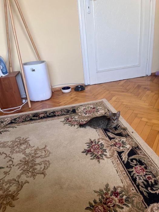 Коте за осиновяване