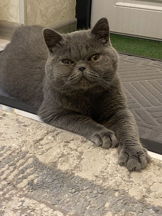 Scottish strayt toza zotli