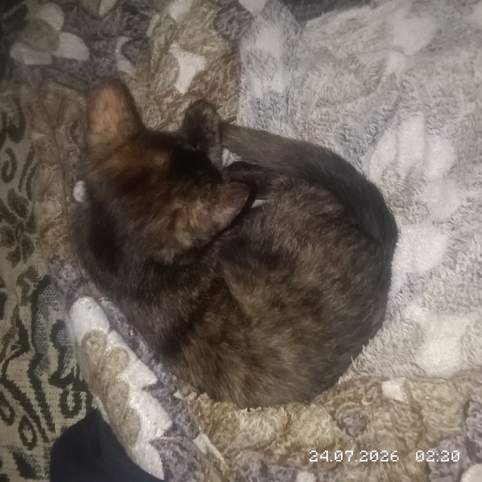 отдам котят в хорошие руки