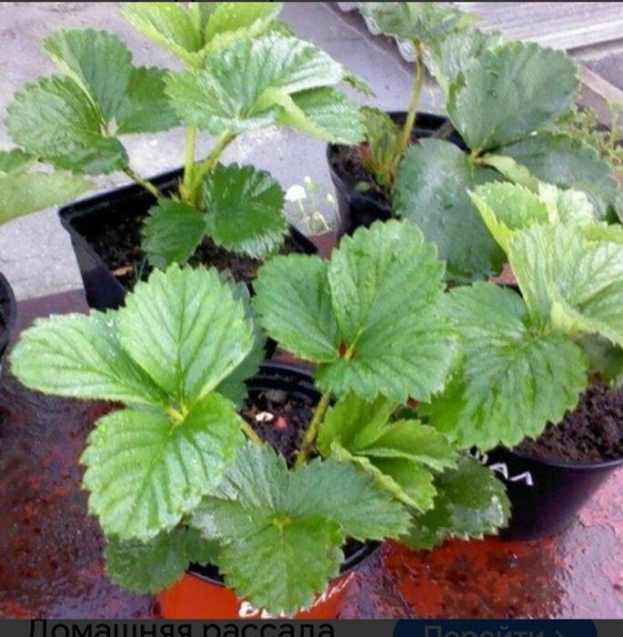 Продам рассаду клубники