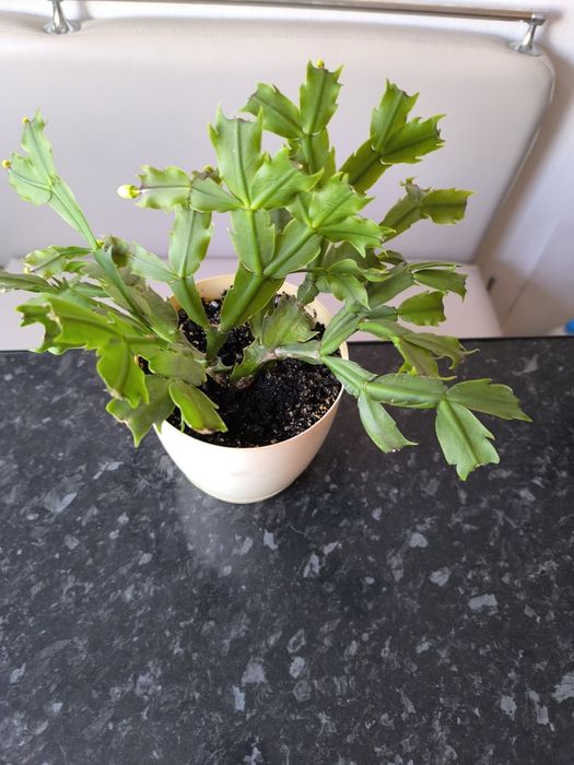 Продам декабрист белый