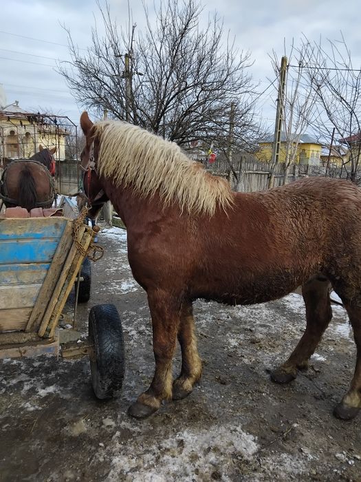 Vând cîlan semi greu