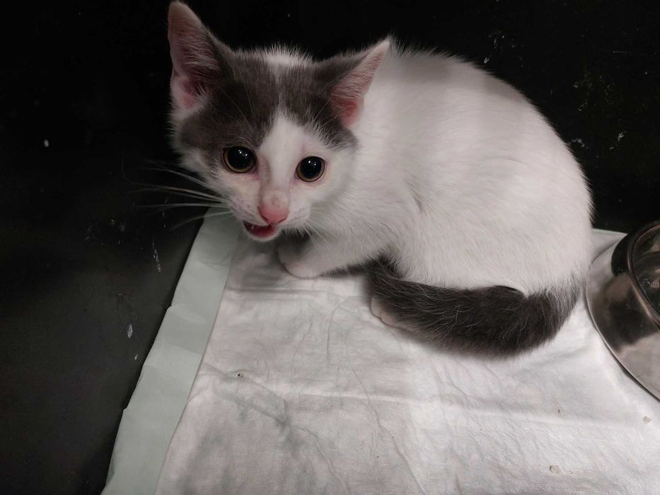 Били търси осиновител!