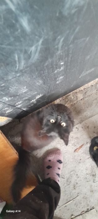 Отдам кота в добрые руки