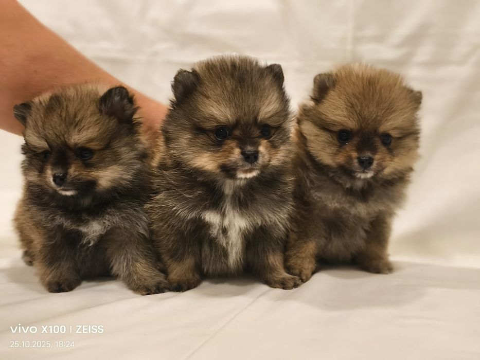 Очаровательные щенки шпица.