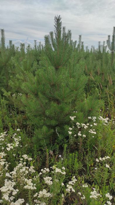 Ель сортавая Мистер блю.