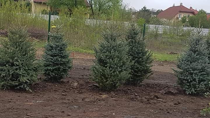 Tuia mesteaca platan si brazi