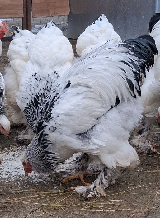 Cocoș  brahma herminat deschis linie foarte bună