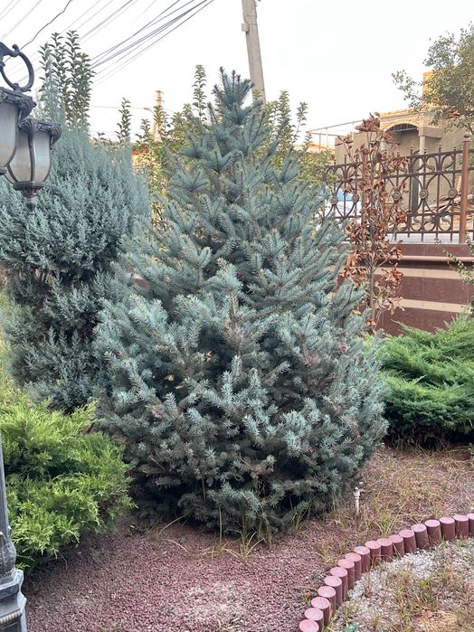 Голубая Ель 15 лет Итальянский