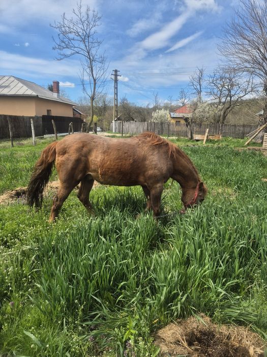 Vând cal cu vârsta de 14 ani